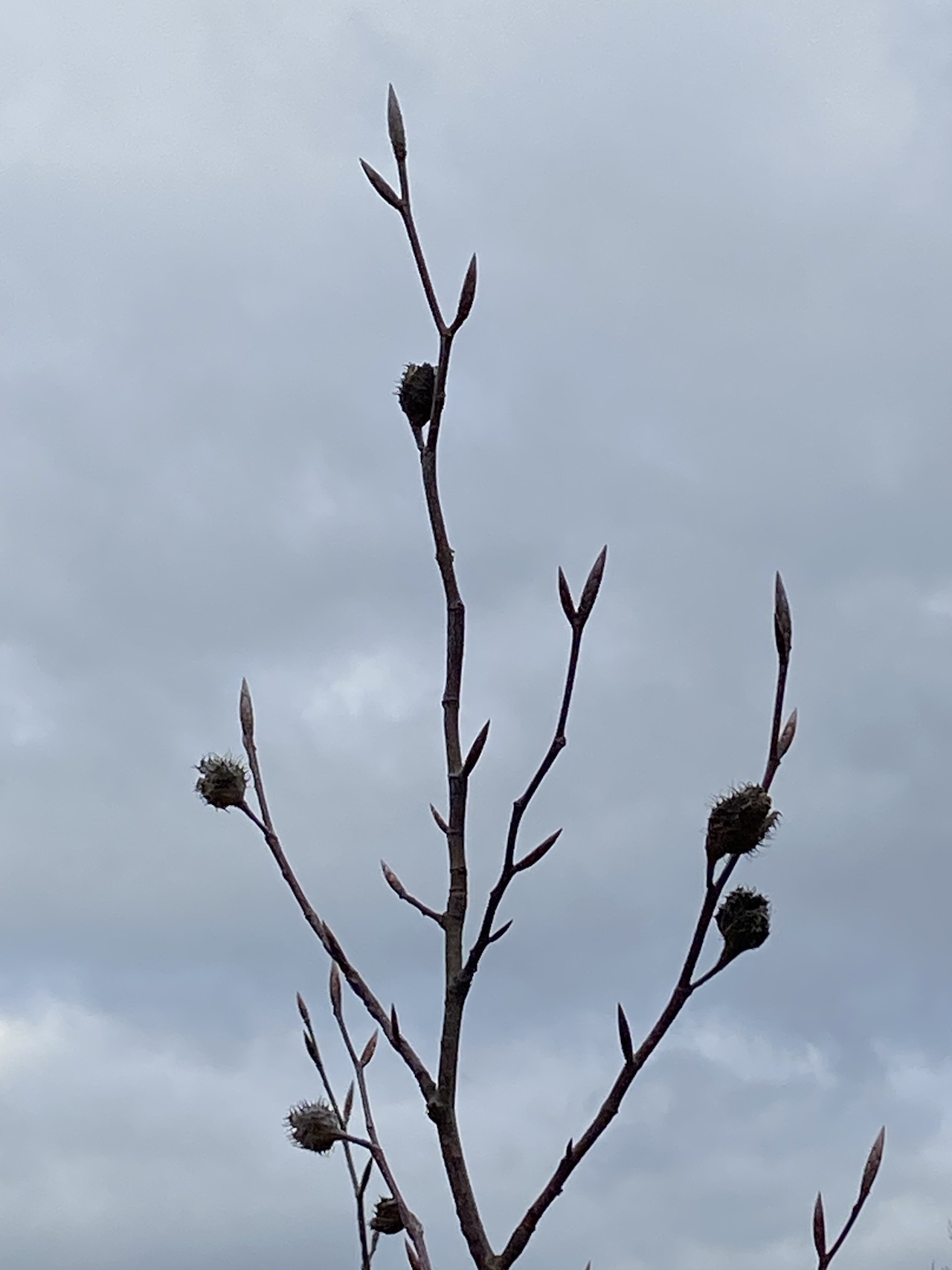 Ein Zweig trägt noch die leeren Bucheckern vom Herbst, während schon die neuen Knospen sprießen.