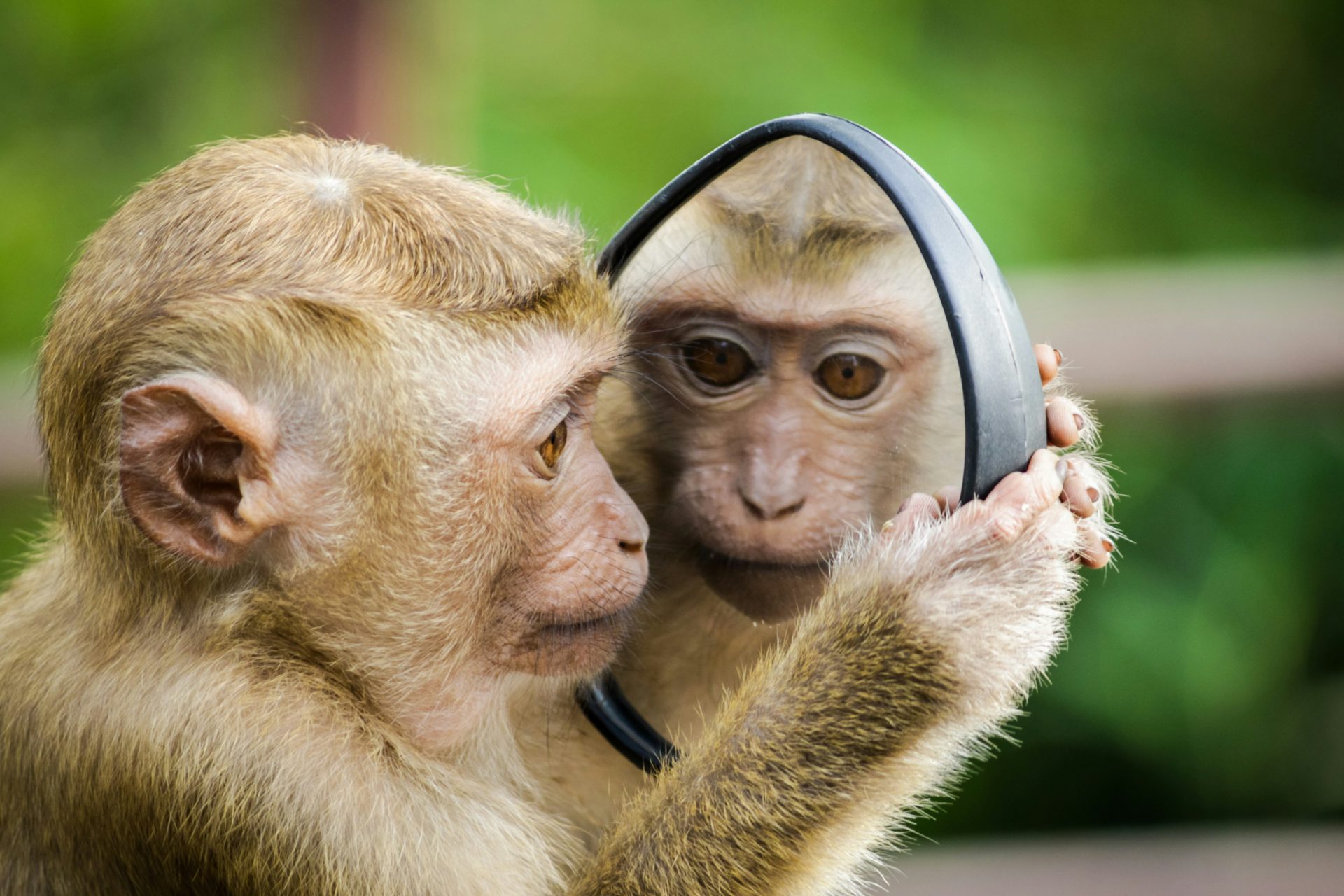Ein kleiner Affe schaut in den Spiegel